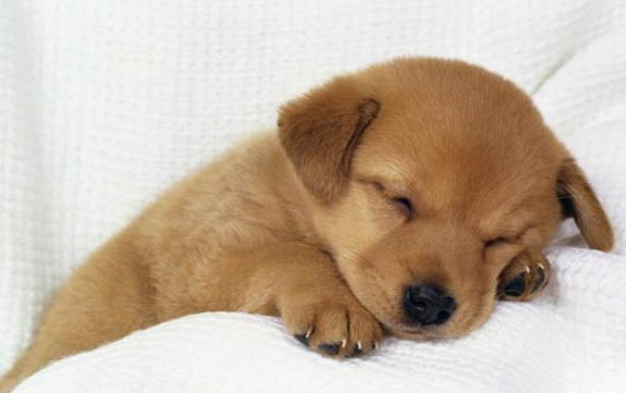 金毛犬发烧了该怎么办