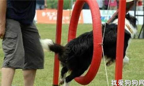深圳市养犬管理条例