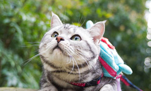 布偶猫到新家多久能适应