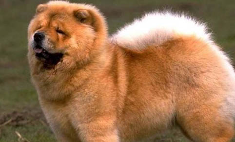 白色松狮犬价格多少钱一只
