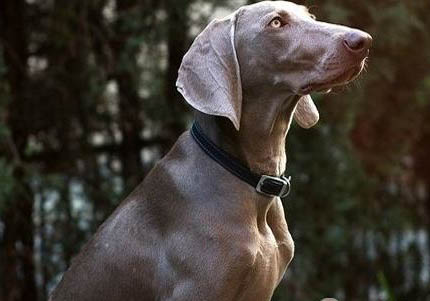 威玛猎犬吐黄粘液的原因及处理方法