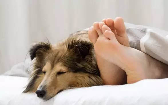 狗狗四脚朝天扭动的原因及处理方法
