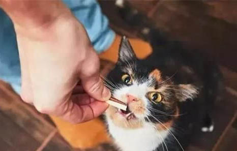 夏天给猫咪洗澡必须要吹干吗