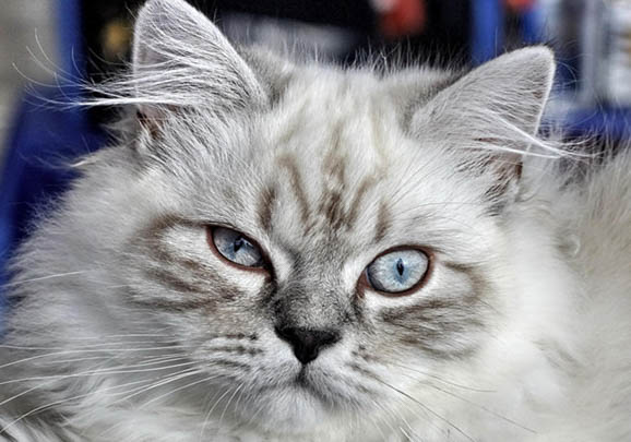 西伯利亚森林猫价钱图片，纯种西伯利亚猫多少钱一只