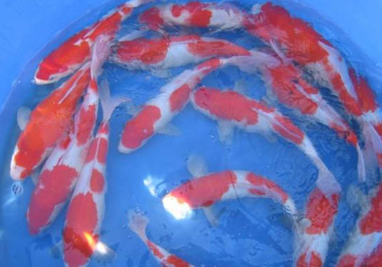 锦鲤鱼池需要什么水