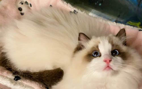 新手饲养布偶猫的注意事项