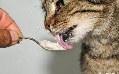 小猫不吃不喝吐白沫子