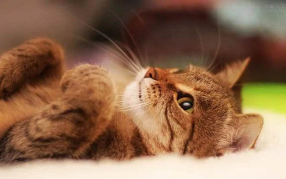 宠物皮堡斯多少钱一只，皮堡斯小猫哪里有卖