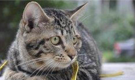 母猫生小猫后多久可以再次怀孕