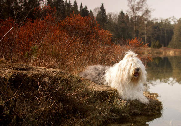 德国牧羊犬有哪些品种