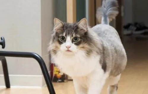 猫咪会怕冷吗?怎么做才好?