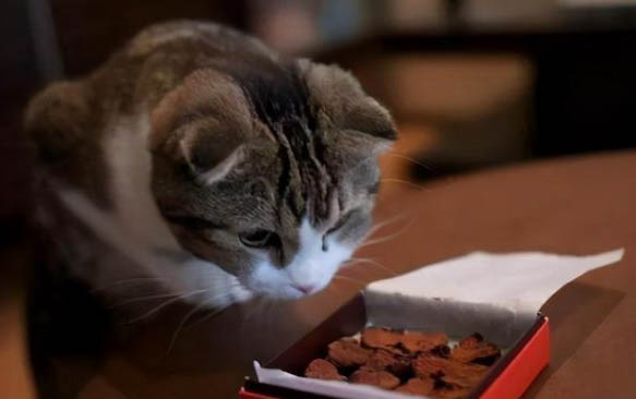 小猫中止了导尿症状后几天可以恢复