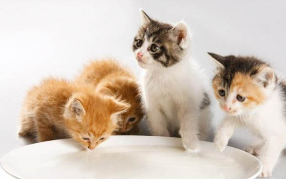 小猫幼猫多大能吃猫粮