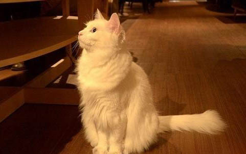猫可以消化米饭吗