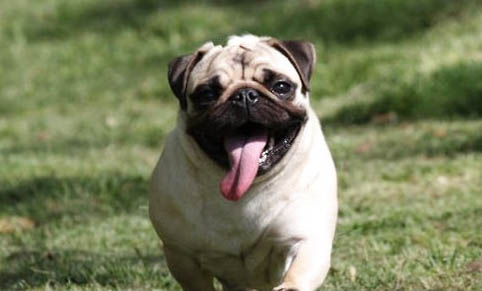 巴哥犬纯种与不纯区别是什么