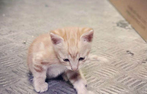 幼猫要用猫抓板吗