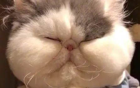 2个月的小猫吐了是什么原因引起的