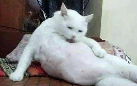 猫为什么要踩奶