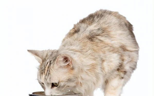 猫咪便秘怎么办，可以喂益生菌蜂蜜水帮助排便