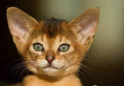 阿比西尼亚猫好养吗?