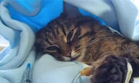 猫咪能吃甜的吗