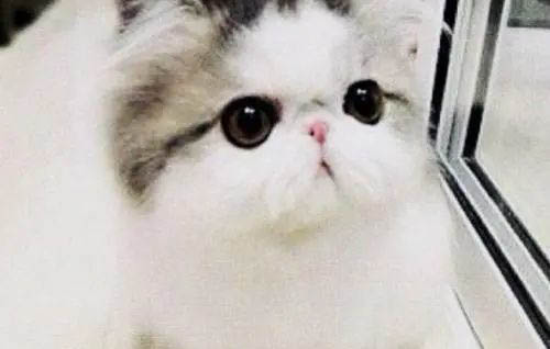 小奶猫身上臭臭的怎么办