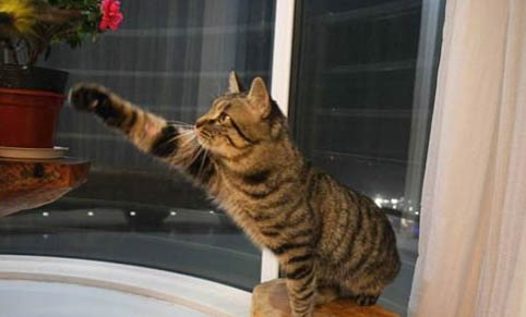 猫癣后多久才会好