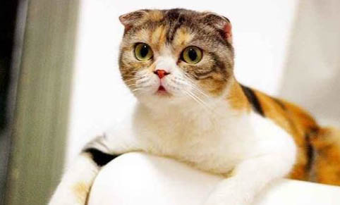 猫咪一般在几月份生小猫