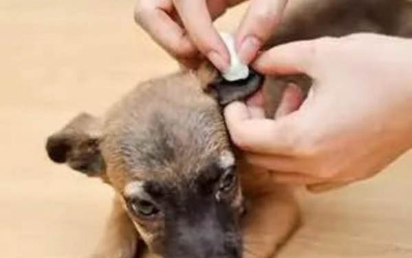 小狗多大能洗澡