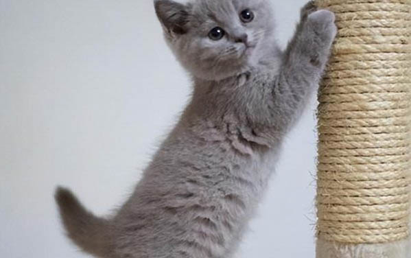 猫咪怀孕的表现