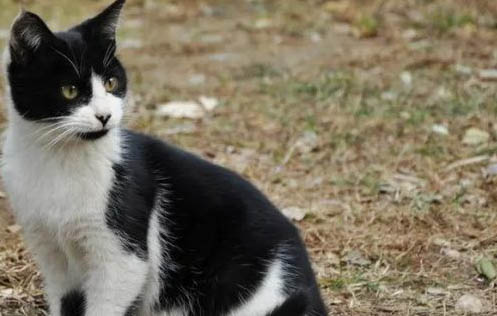 中华田园猫的性格和特点有哪些
