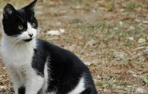 田园猫需要打猫三联吗?