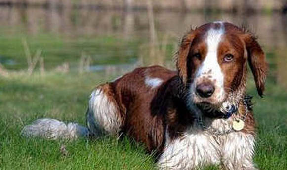饲养英国史宾格犬的注意事项