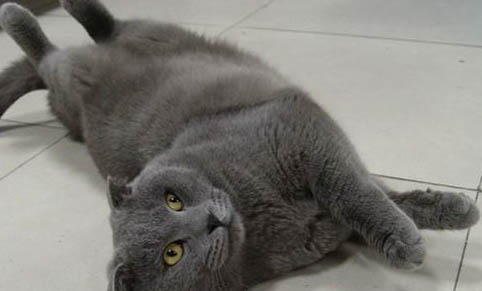 猫咪一直用头蹭人蹭东西还一直叫是什么意思