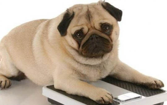 怎么看泰迪犬年龄