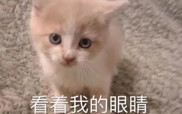 两个月的小猫有点拉稀怎么办