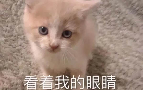 小猫吃东西发出很凶的声音