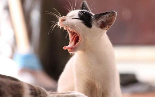 小猫屁股臭臭的怎么办