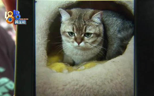 猫咪的指甲需要剪么