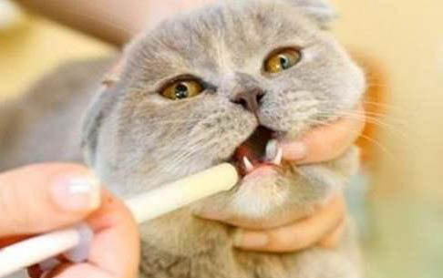 猫咪胰腺炎什么不能吃的食物