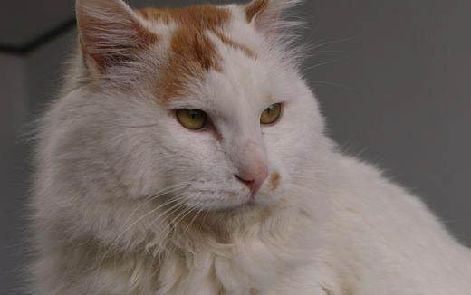 猫咪吓着了咋办