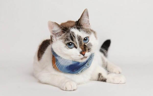 猫咪怀孕初期有哪些症状