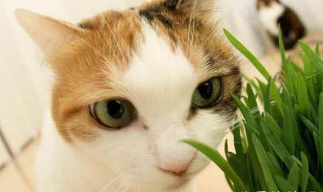 猫咪张嘴哈气是什么意思