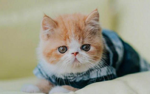 养猫的知识有哪些?