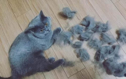 我家的猫咪有一坨肉红色的怎么回事