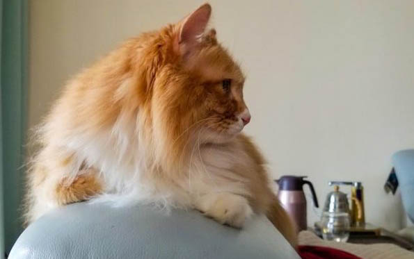 猫咪经常拉稀怎么办?