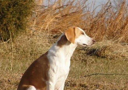 英国猎狐犬的起源和历史
