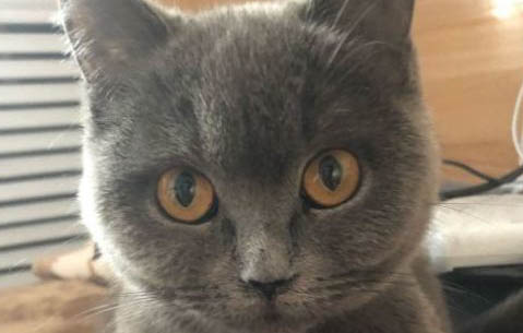 猫咪大便臭是什么原因