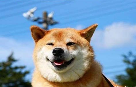 柴犬多少钱一只?可以称之为日本田园犬吗