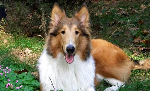 英国古代牧羊犬拉丁名称